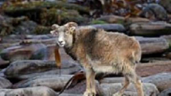 Sheep graze on the beach eating seaweed at North Ronaldsay, Orkney.
