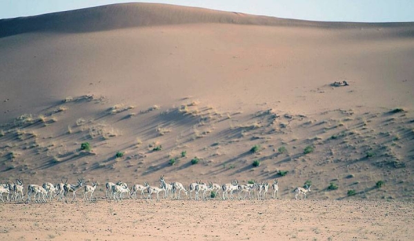 Prince Abdulaziz Bin Saud Bin Naif, minister of interior and chairman of Board of Directors of King Abdulaziz Royal Reserve, inspected here Wednesday the reserve.