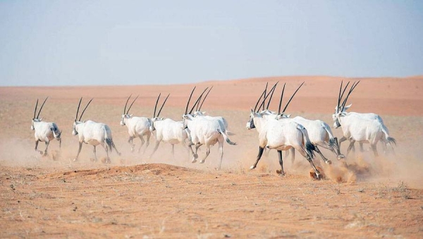 Prince Abdulaziz Bin Saud Bin Naif, minister of interior and chairman of Board of Directors of King Abdulaziz Royal Reserve, inspected here Wednesday the reserve.