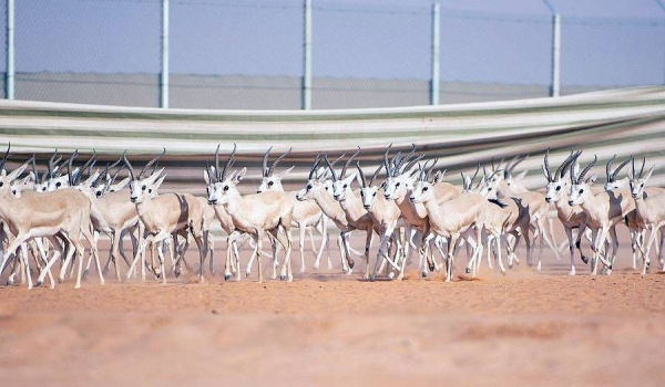 Prince Abdulaziz Bin Saud Bin Naif, minister of interior and chairman of Board of Directors of King Abdulaziz Royal Reserve, inspected here Wednesday the reserve.