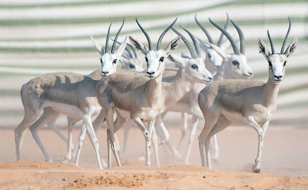 Prince Abdulaziz Bin Saud Bin Naif, minister of interior and chairman of Board of Directors of King Abdulaziz Royal Reserve, inspected here Wednesday the reserve.