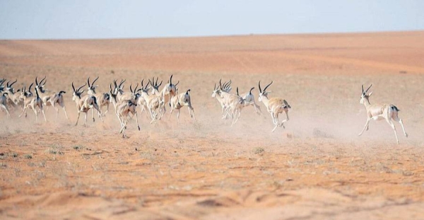 Prince Abdulaziz Bin Saud Bin Naif, minister of interior and chairman of Board of Directors of King Abdulaziz Royal Reserve, inspected here Wednesday the reserve.