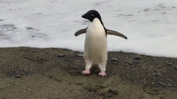 Antarctic penguin accidentally travels 3,000km to New Zealand