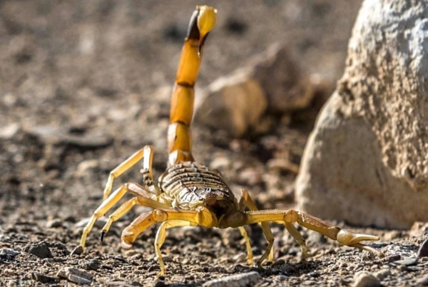 More than 500 people were stung by scorpions in the southern Egyptian city of Aswan over the weekend.