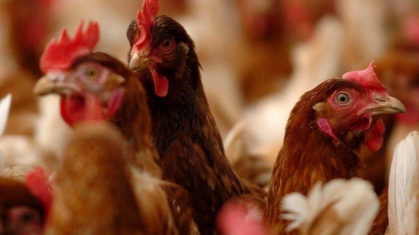 The spread of highly pathogenic avian influenza, commonly called bird flu, has put the poultry industry on alert in Asia and Europe.