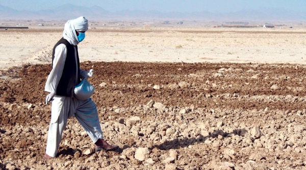 A farmer sows seeds he received from FAO wheat seed distribution in Kandahar in Afghanistan. — courtesy FAO/Hashim Azizi