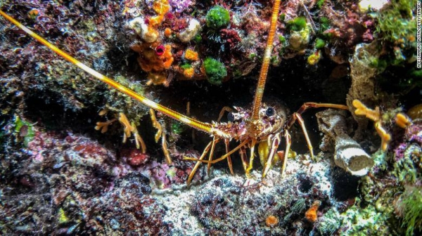 A lobster is seen in its nest during a dive near Port Kioni in Ithaca, Greece, on August 14, 2019.