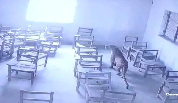 CCTV footage shows the five-year-old leopard in an empty classroom in the north Indian city of Aligarh.