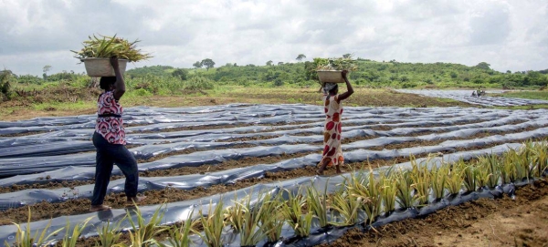 In agriculture, plastic products greatly help productivity.