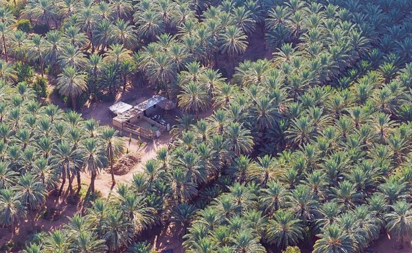 The Kingdom of Saudi Arabia, the second largest producer of dates in the world, has contributed to support the date palm sector at the international level through initiatives, in coordination with international organizations.