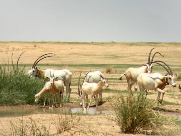 The National Center for Wildlife, in cooperation with Soudah Development, has released 15 endangered mountain ibexes in Soudah, as part of the cooperation program between the two sides to enrich the biodiversity in the area.
