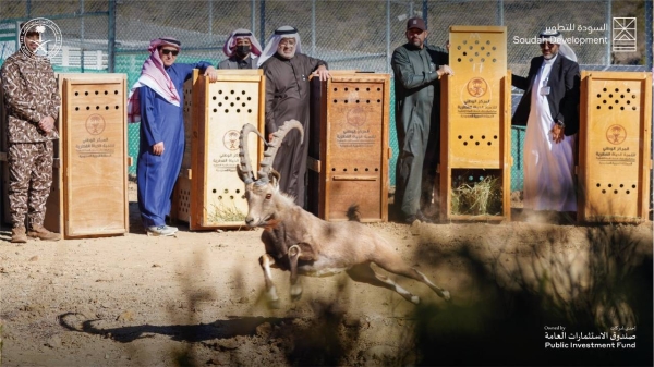 The National Center for Wildlife, in cooperation with Soudah Development, has released 15 endangered mountain ibexes in Soudah, as part of the cooperation program between the two sides to enrich the biodiversity in the area.