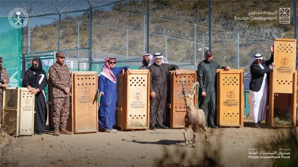 The National Center for Wildlife, in cooperation with Soudah Development, has released 15 endangered mountain ibexes in Soudah, as part of the cooperation program between the two sides to enrich the biodiversity in the area.