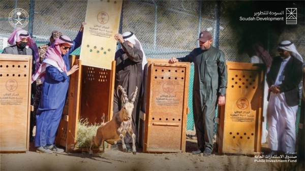 The National Center for Wildlife, in cooperation with Soudah Development, has released 15 endangered mountain ibexes in Soudah, as part of the cooperation program between the two sides to enrich the biodiversity in the area.