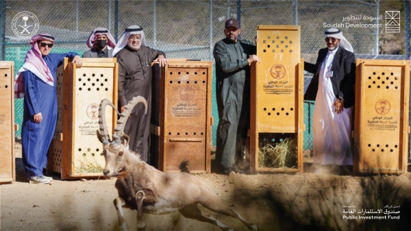 The National Center for Wildlife, in cooperation with Soudah Development, has released 15 endangered mountain ibexes in Soudah, as part of the cooperation program between the two sides to enrich the biodiversity in the area.