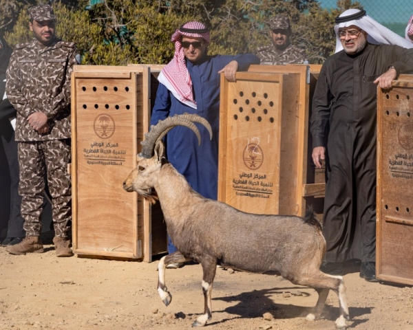 The National Center for Wildlife, in cooperation with Soudah Development, has released 15 endangered mountain ibexes in Soudah, as part of the cooperation program between the two sides to enrich the biodiversity in the area.