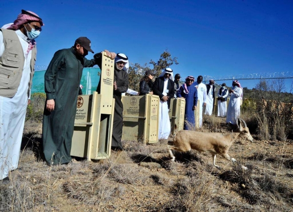 The National Center for Wildlife, in cooperation with Soudah Development, has released 15 endangered mountain ibexes in Soudah, as part of the cooperation program between the two sides to enrich the biodiversity in the area.