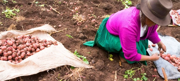 A farmer harvests potatoes in Manchaybamba, Peru.
