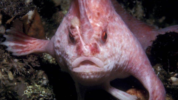 File photo of a pink handfish which is native to Australia.