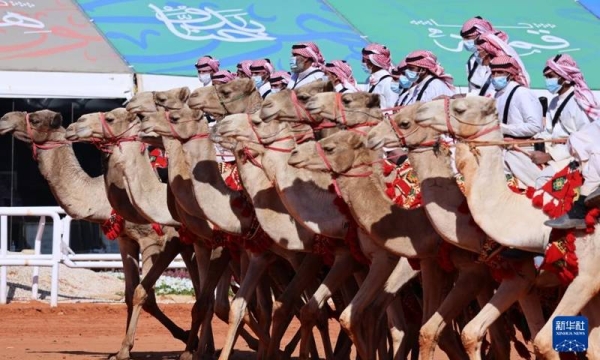 Camels are seen during the King Abdulaziz Camel Festival in north of Riyadh.