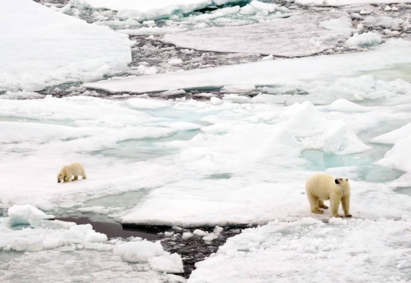 The polar bear's natural habitat is disappearing as ice caps melt due to climate change. — courtesy WMO/Karolin Eichier