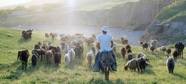 In order to prevent the overgrazing of land, shepherds in Tajikistan follow a pasture rotation plan. — courtesy IFAD/Joanne Levitan