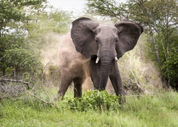 Elephant attacks are not rare in the east African country.