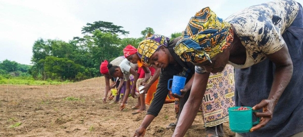 Women plant peanuts in Yangambi, Democratic Republic of the Congo.
