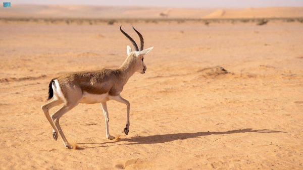 Wild species released in Saudi reserve during winter activities of Zubaydah Trail