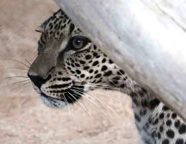 Arabian leopard, a symbol of national pride in Saudi Arabia and around the region.
