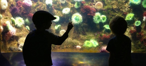 Children discover ocean life at the Smithsonian National Zoo's invertebrates exhibit in Washington.