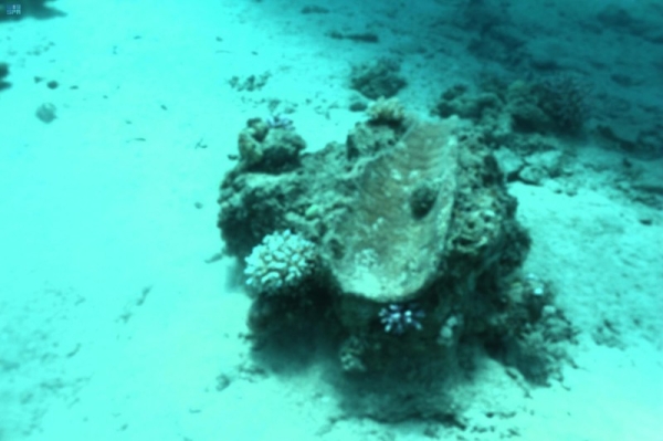 The Saudi Heritage Authority declared on Thursday that the commission's submerged antiquities exploration mission, led by five Saudi divers, has been a success. They uncovered a sunken shipwreck in the Red Sea off the coast of Haql Governorate and unearthed hundreds of artifacts from the ship's cargo.