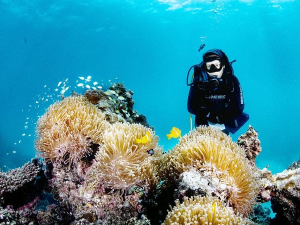 KAUST recently announced the inauguration of the world’s first coral probiotics village in the Red Sea. The village is part of the University’s Red Sea Research Center (RSRC) efforts and approach to coral preservation and restoration.
