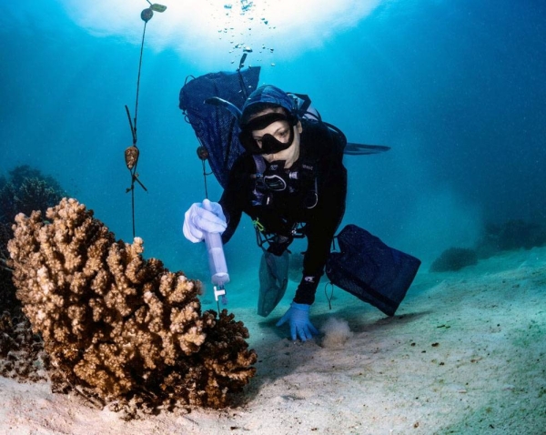 KAUST recently announced the inauguration of the world’s first coral probiotics village in the Red Sea. The village is part of the University’s Red Sea Research Center (RSRC) efforts and approach to coral preservation and restoration.