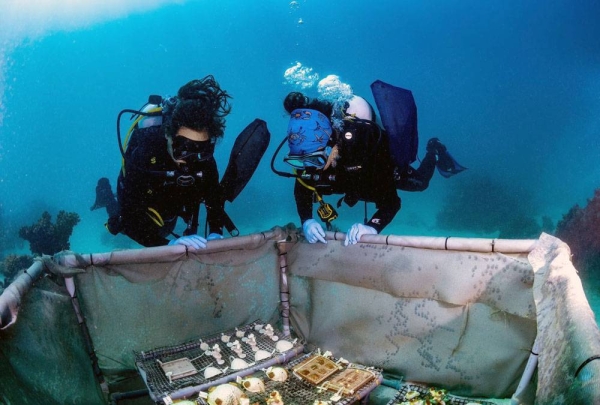 KAUST recently announced the inauguration of the world’s first coral probiotics village in the Red Sea. The village is part of the University’s Red Sea Research Center (RSRC) efforts and approach to coral preservation and restoration.