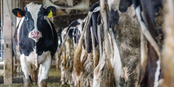 
Dairy cows in Taiwan. — courtesy Unsplash/Jo-Anne McArthur