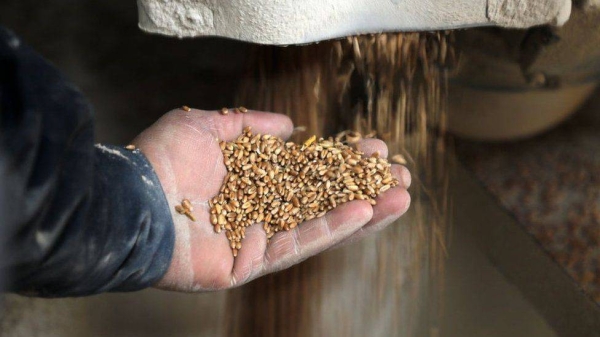 Wheat mill worker holding grains in a Gaza mill.