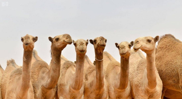 Saudi-European Forum to discuss investment opportunities in camel sector