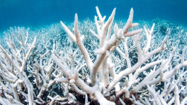 Bleaching occurs when stressed corals expel color-giving algae