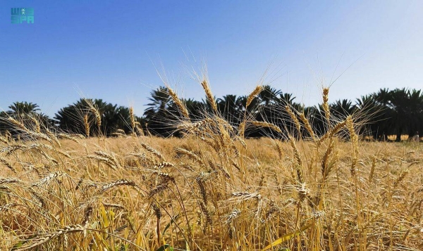 SAGO completes steps to import 625,000 tons of wheat