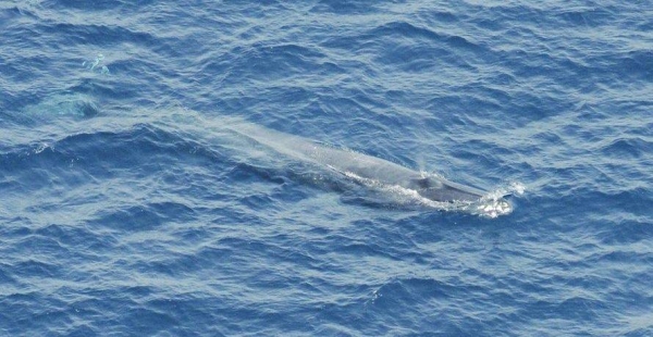 Saudi National Center for Wildlife released a picture of the Bryde's whale spotted off Qunfudah.