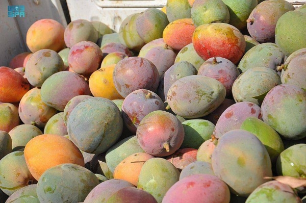 Jazan Mango: One million trees and 65,000 tons of fruits annually