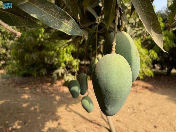 Jazan Mango: One million trees and 65,000 tons of fruits annually