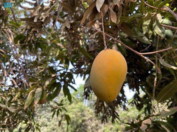 Jazan Mango: One million trees and 65,000 tons of fruits annually