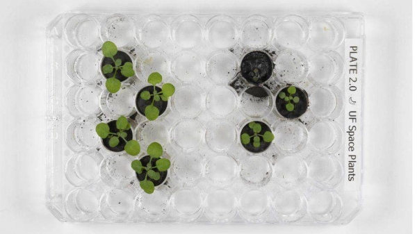 Scientists were delighted that the lunar soil could sprout seeds (right), even if the growth was stunted.
