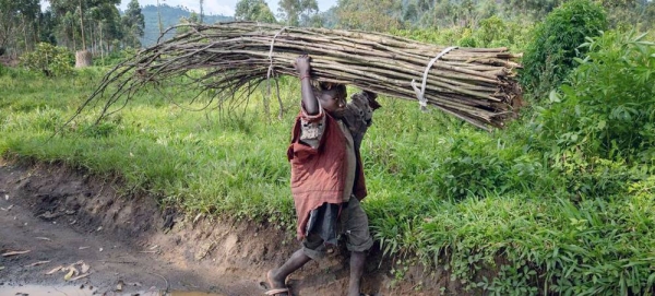 A child carries bundles of sticks along the road in the Democratic Republic of the Congo. — courtesy UNICEF/Roger LeMoyne