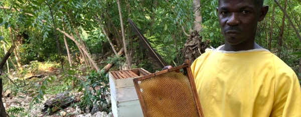 Ilarion Celestin tends his beehives in Bonbon, Haiti.