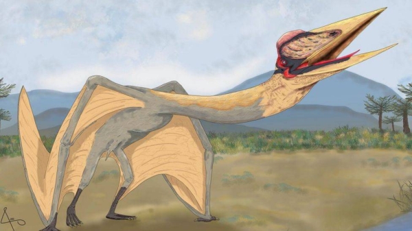 A scientific illustration of the newly discovered Thanatosdrakon amaru.