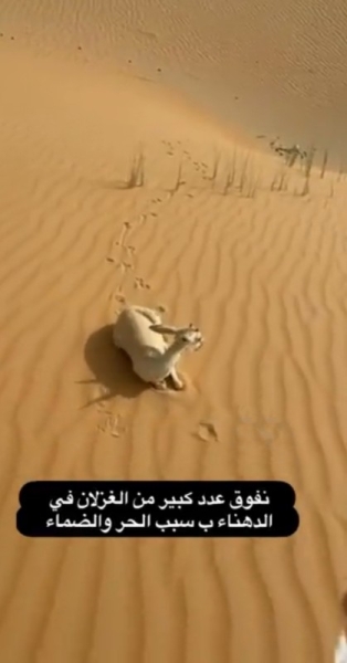 The National Center for Wildlife (NCW) has confirmed the video that went viral on social media regarding the death of antelopes in the Al-Dahna Desert is incorrect and belongs to an area outside Saudi Arabia.