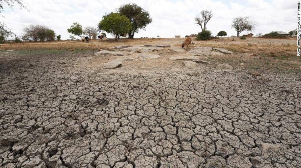 Livestock are seen on the drought field in Kidemu sub-location in Kilifi County, Kenya, on March 23.